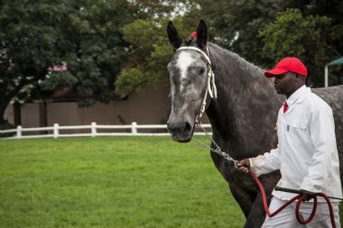 Percheron Horse of the Year 2017